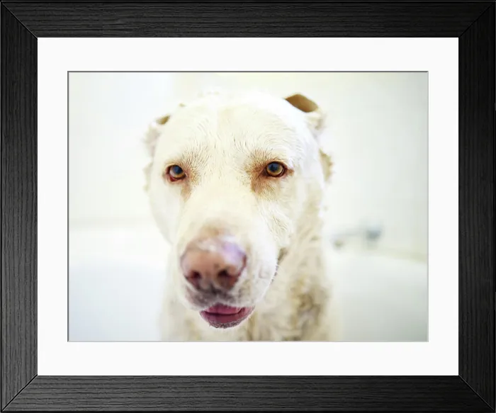 Framed Print : Cute, bath and dog with hygiene Framed Print : Cute, bath and dog with hygiene