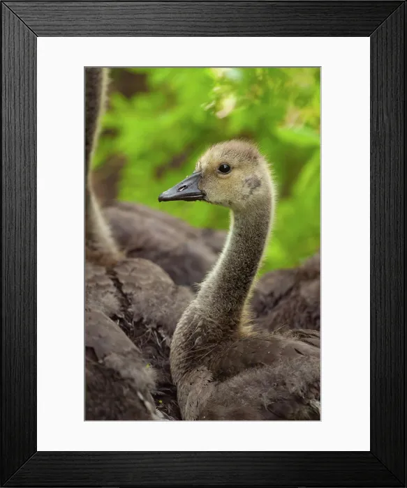 Framed Print : Portrait of a 'teenage' Canada Goose gosling