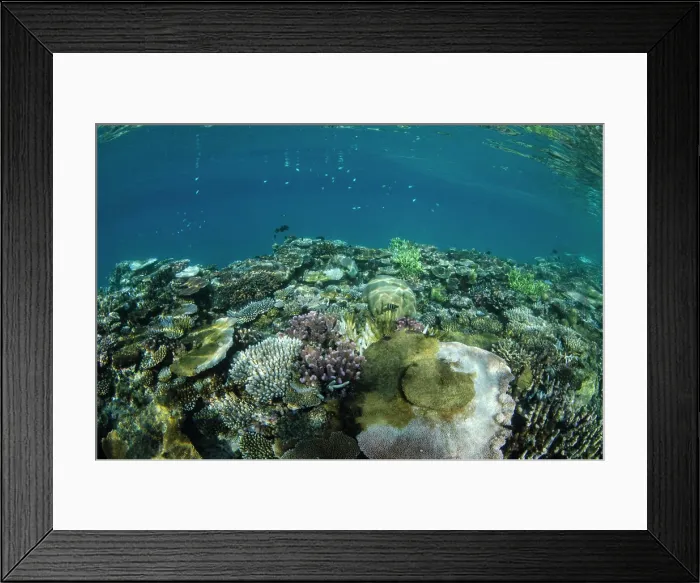 Framed Print : Coral Reef Diversity, Fiji Framed Print : Coral Reef Diversity, Fiji