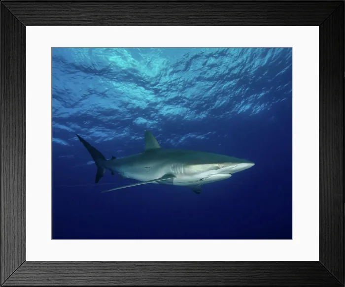 Framed Print : A silky shark with an embedded hook and line at Cat Island in the Bahamas Framed Print : A silky shark with an embedded hook and line at Cat Island in the Bahamas