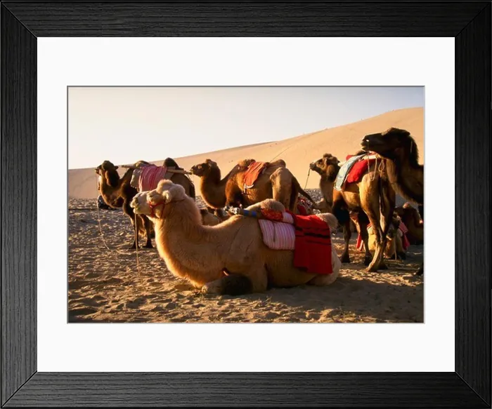 Framed Print : Camels on Goli Desert, Dunhuang, China Framed Print : Camels on Goli Desert, Dunhuang, China