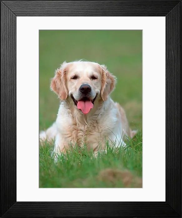 Framed Print : Golden Retriever