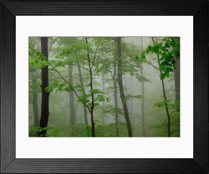 Framed Print : USA, Tennessee, Foggy morning at Roaring Fork Trail in the Smokies