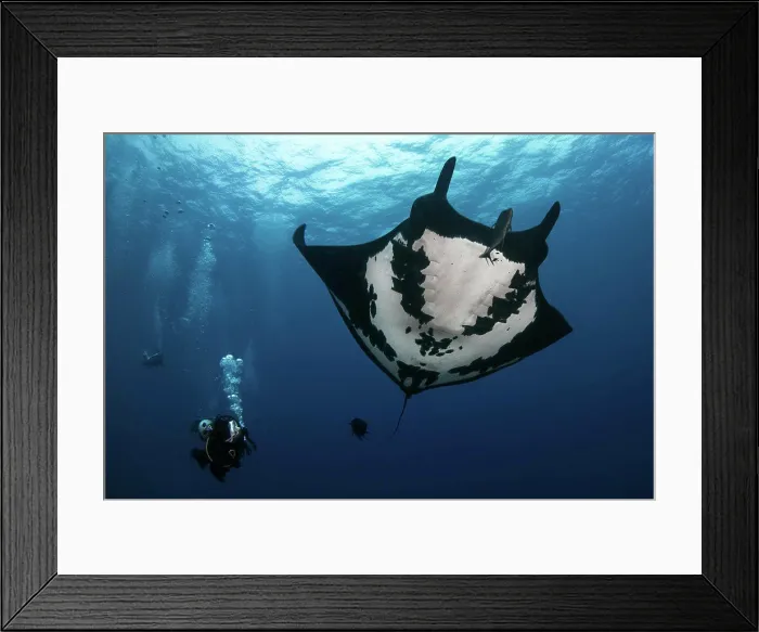 Framed Print : Black oceanic giant manta ray (Mobula birostris) and scuba diver in San Benedicto Island, Revillagigedo, Mexico