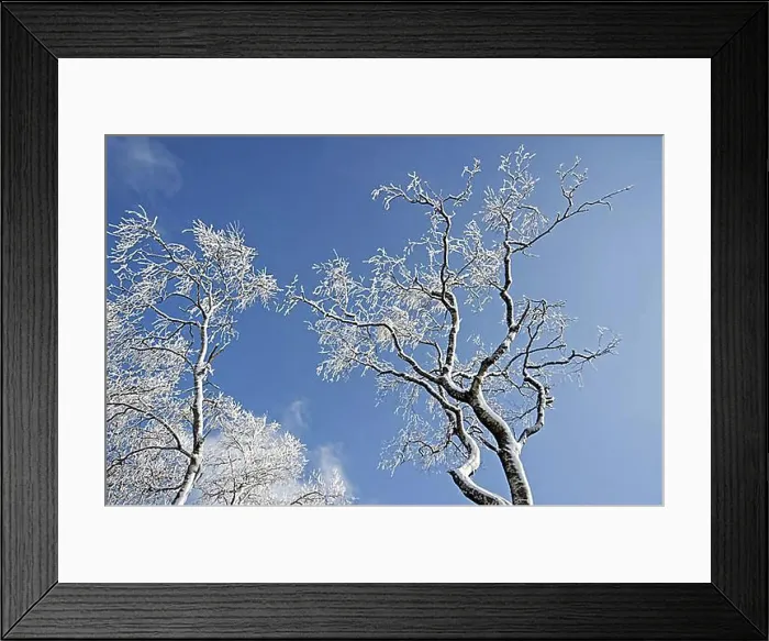 Framed Print : Snow and hoar frost covered birch trees against blue sky in winter Framed Print : Snow and hoar frost covered birch trees against blue sky in winter