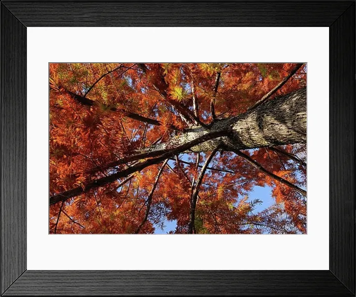 Framed Print : Gelb-rot-braune Herbstpracht eines Nadelbaumes in der Parkanlage am rechten Zuerichseeufer