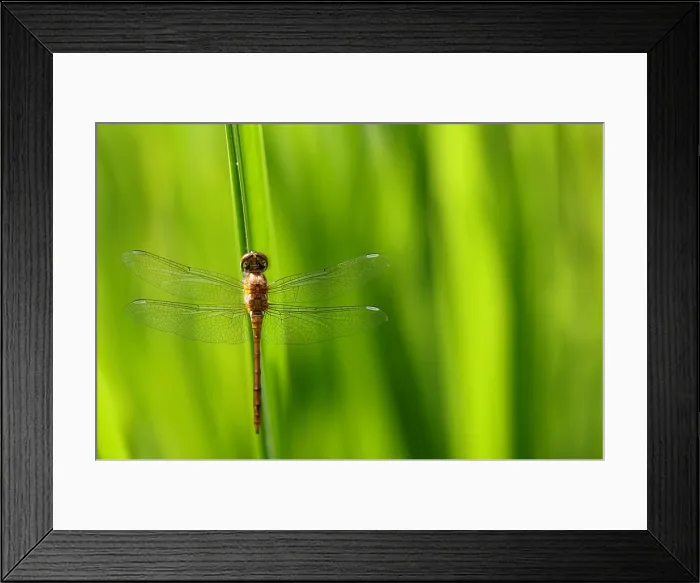 Framed Print : Dragonfly, golden yellow sympetrum or sympetrum flaveola, on a plant