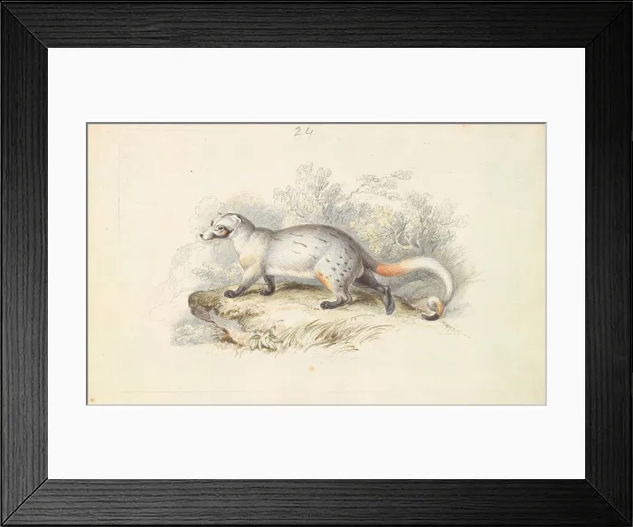 Framed Print : Paradoxurus Dubius, Charles Hamilton Smith