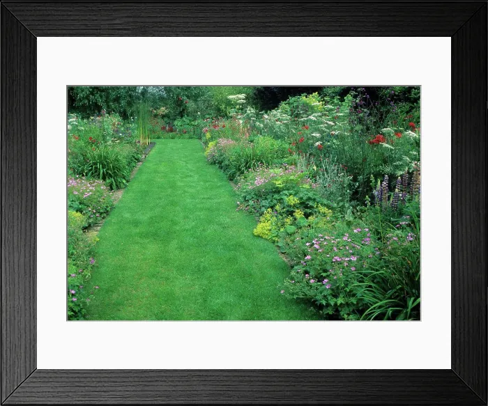 Framed Print : Lawn alley and Endress cranesbill (Geranium endressii) Framed Print : Lawn alley and Endress cranesbill (Geranium endressii)