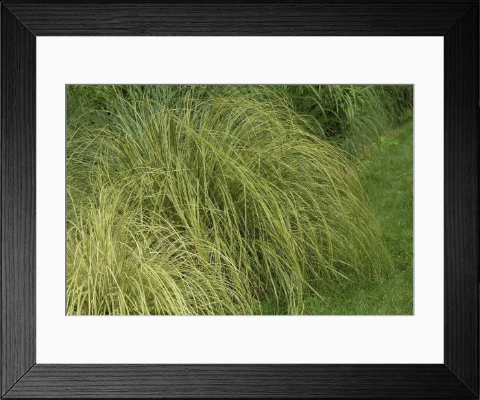 Framed Print : Uruguayan pampas grass Gold Band in a garden France Framed Print : Uruguayan pampas grass Gold Band in a garden France