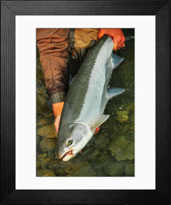 Framed Print : A perfect Steelhead caught with a fly and released