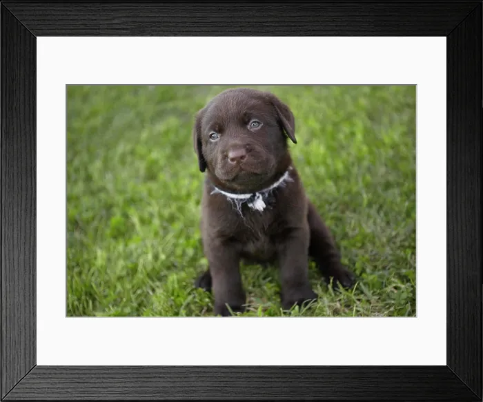 Framed Print : Sweet labrador puppy 3 Framed Print : Sweet labrador puppy 3