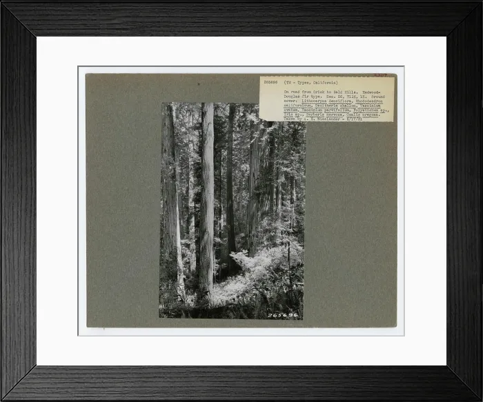 Framed Print : Timber Management: Types - California Framed Print : Timber Management: Types - California