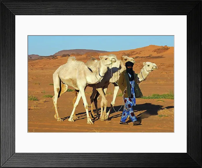 Framed Print : Tuareg nomad bringing his dromedaries back home from the pasture in the desert, Sahara, Libya, North Africa, Africa Framed Print : Tuareg nomad bringing his dromedaries back home from the pasture in the desert, Sahara, Libya, North Africa, Africa