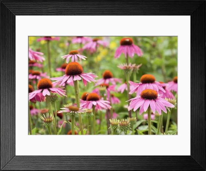 Framed Print : Echinacea purpurea, Echinacea, Purple coneflower