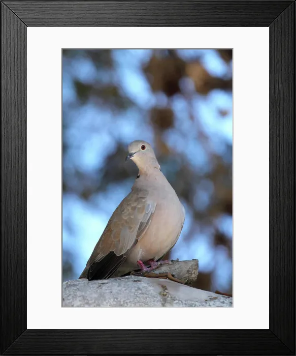 Framed Print : Tuerkentaube Tuerkentaube in Puntra Prima auf Menorca. Copyright: xZoonar.com / KatrinxWindszusx 2833787 Framed Print : Tuerkentaube Tuerkentaube in Puntra Prima auf Menorca. Copyright: xZoonar.com / KatrinxWindszusx 2833787