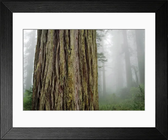 Framed Print : Ladybird Johnson Grove of Coast Redwood Trees (Sequoia sempervirens), Redwood National Park, California