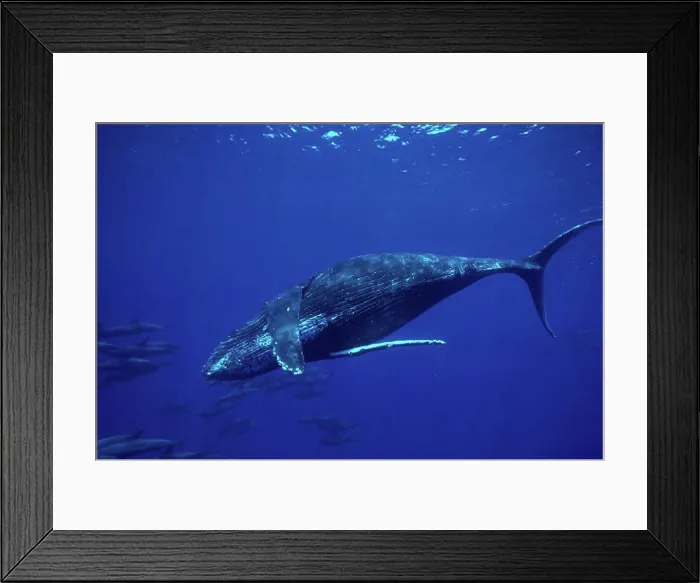 Framed Print : Hawaii, Humpback Whale swimming underwater w / Melon Head Whales B2004 Framed Print : Hawaii, Humpback Whale swimming underwater w / Melon Head Whales B2004