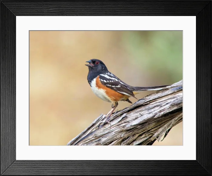 Framed Print : A male Spotted Towhee, Pipilo maculatus, singing on a branch in North Dakota, USA Framed Print : A male Spotted Towhee, Pipilo maculatus, singing on a branch in North Dakota, USA