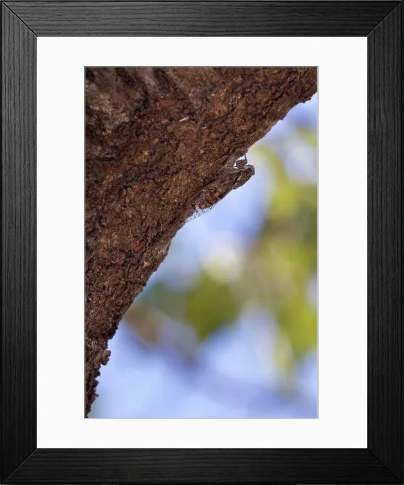 Framed Print : Common cicada in the NP of Skadar lake in Montenegro Framed Print : Common cicada in the NP of Skadar lake in Montenegro