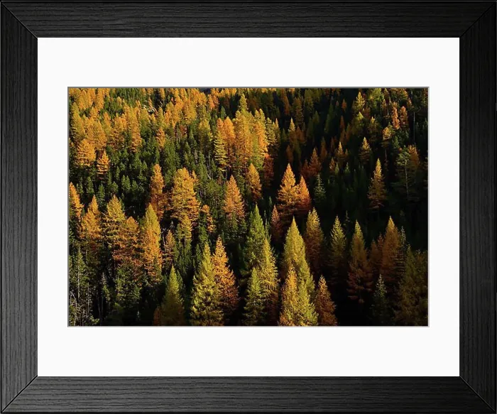 Framed Print : Autumn-coloured larches, Engadine, Canton Grisons, Switzerland, Europe Framed Print : Autumn-coloured larches, Engadine, Canton Grisons, Switzerland, Europe