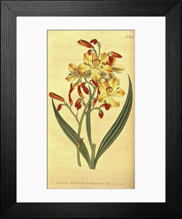 Framed Print : Botanical print by Sydenham Teast Edwards 1768 - 1819 Framed Print : Botanical print by Sydenham Teast Edwards 1768 - 1819