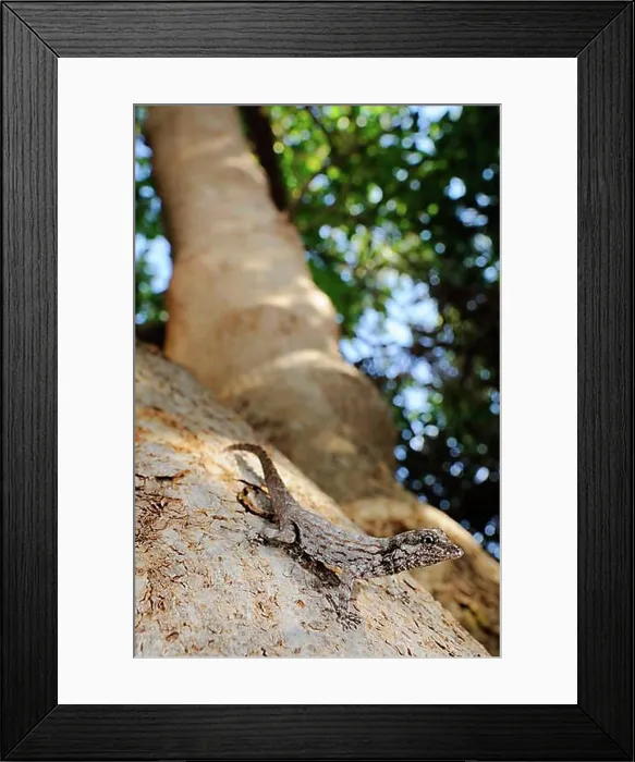 Framed Print : Guichard's Rock Gecko (Pristurus guichardi) adult, sitting on a branch, Socotra, Yemen, Asia