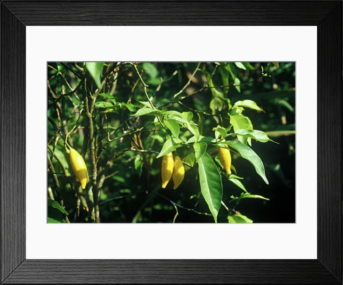 Framed Print : Sheets and fruits of Iboga Gabon