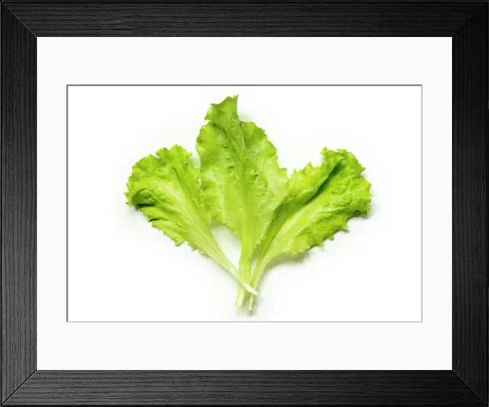 Framed Print : three Lettuce leaves three fresh green Lettuce leaves isolated on white Copyright: xZoonar.com / YuryxZapx 13446397