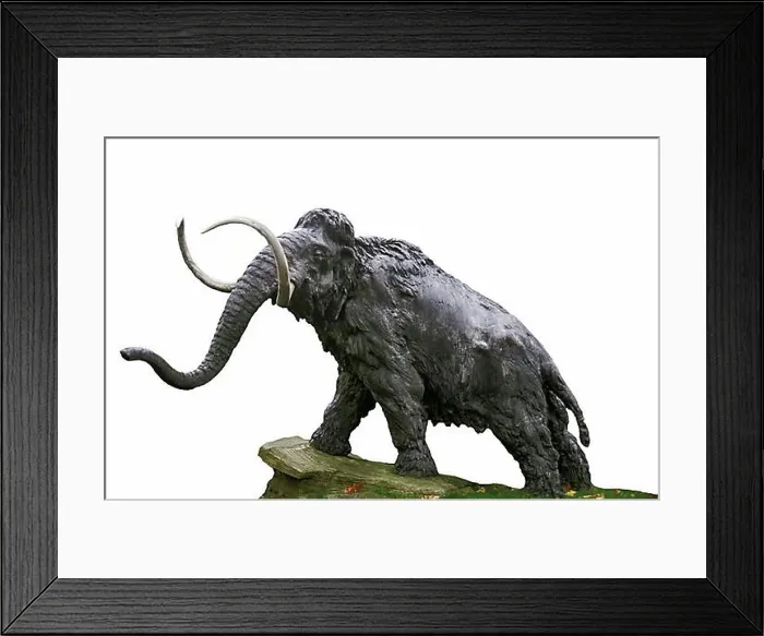 Framed Print : Woolly mammoth (mammuthus primigenius) Framed Print : Woolly mammoth (mammuthus primigenius)