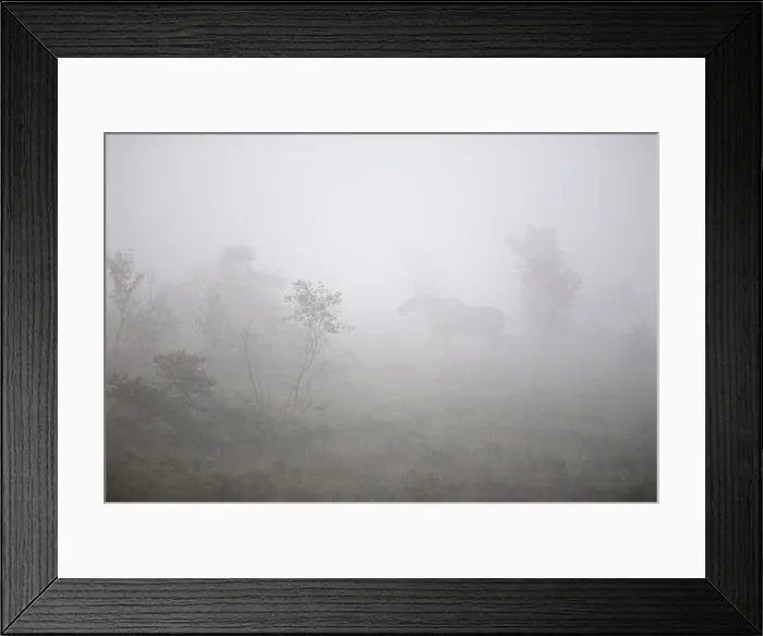 Framed Print : Animal in fog Framed Print : Animal in fog