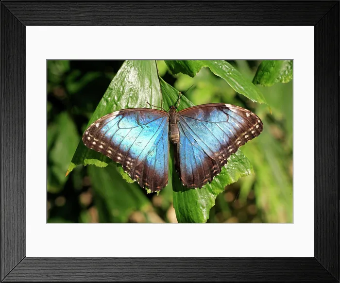 Framed Print : Blue Morpho, (Morpho anaxibia), South America, Imago