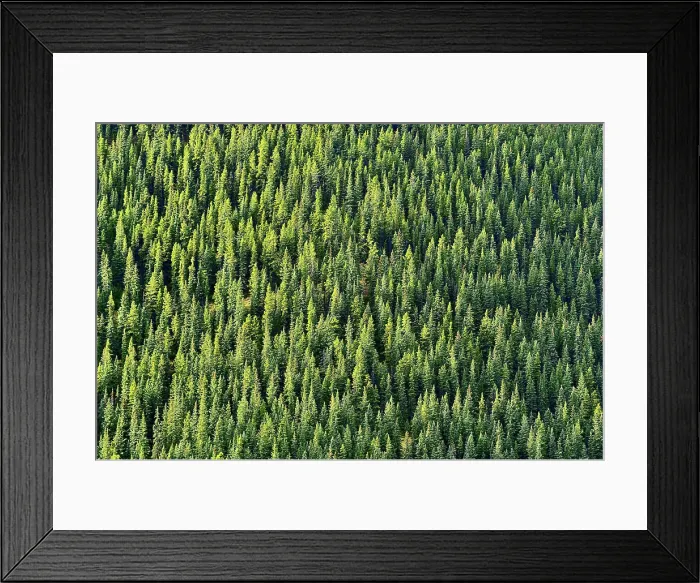 Framed Print : A horizontal view of a hillside covered with green spruce trees in rural Alberta Canada