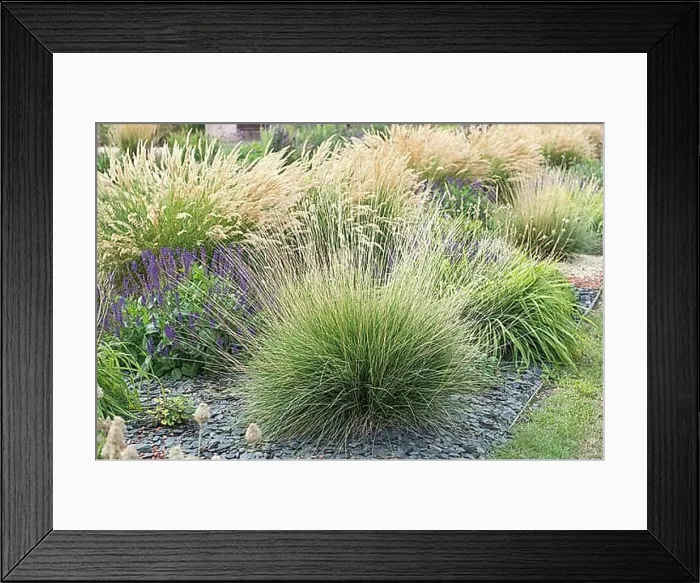Framed Print : Atlas fescue (Festuca mairei) Framed Print : Atlas fescue (Festuca mairei)
