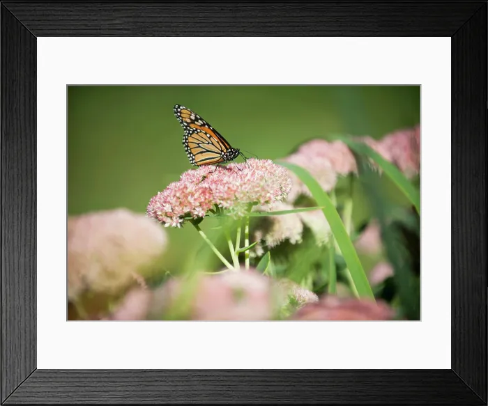 Framed Print : Monarch Butterfly Resting on Pink Flower Cluster Framed Print : Monarch Butterfly Resting on Pink Flower Cluster