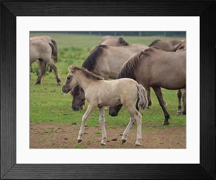 Framed Print : A young foal walks on a green pasture Framed Print : A young foal walks on a green pasture
