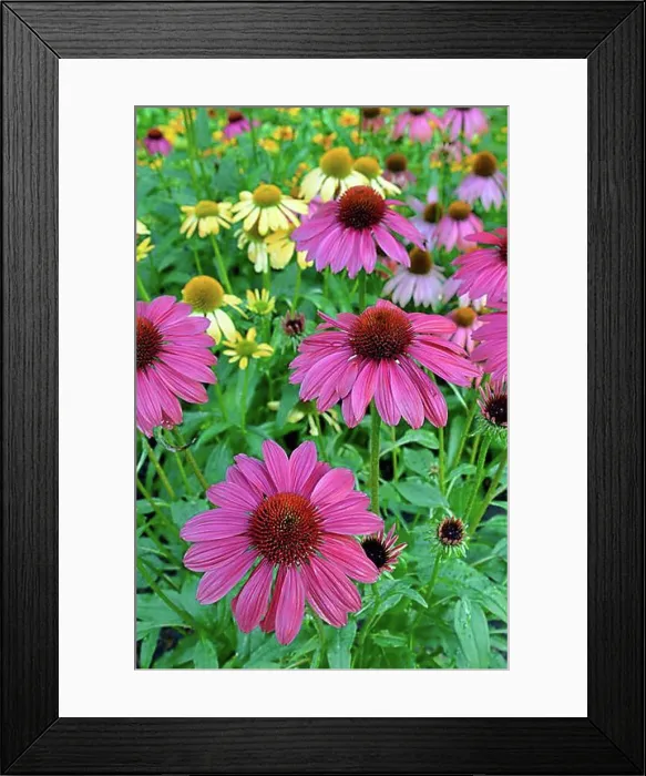 Framed Print : Purple Cone flower (Echinacea purpurea), flowers, North Rhine-Westphalia, Germany, Europe Framed Print : Purple Cone flower (Echinacea purpurea), flowers, North Rhine-Westphalia, Germany, Europe
