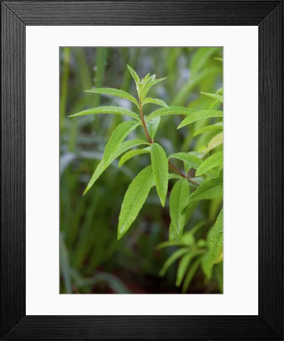 Framed Print : Lemon beebrush in an organic kitchen garden Framed Print : Lemon beebrush in an organic kitchen garden