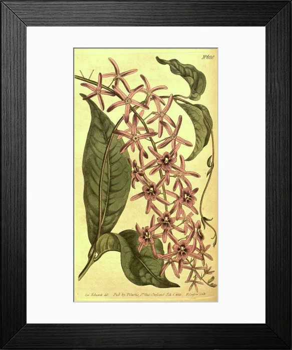 Framed Print : Botanical print by Sydenham Teast Edwards 1768 - 1819 Framed Print : Botanical print by Sydenham Teast Edwards 1768 - 1819