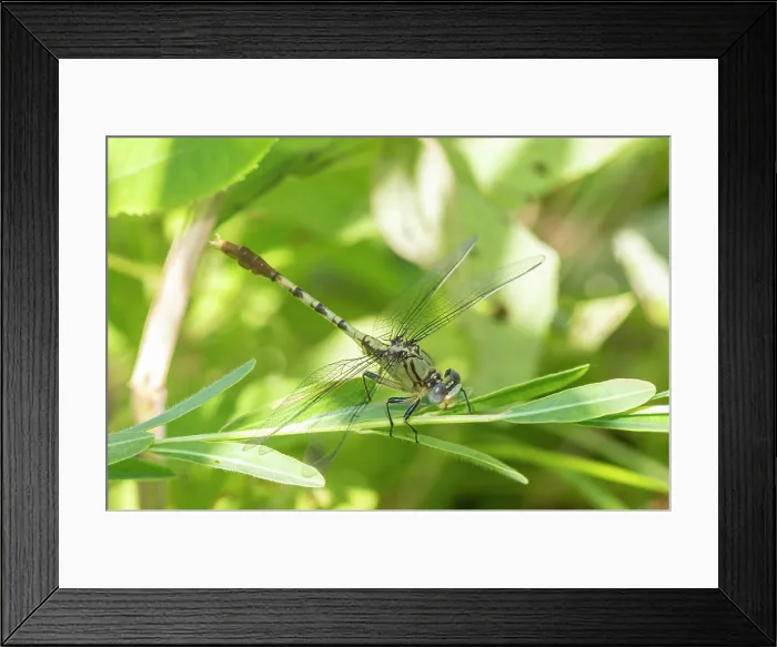 Framed Print : Jade Clubtail in wetland Framed Print : Jade Clubtail in wetland