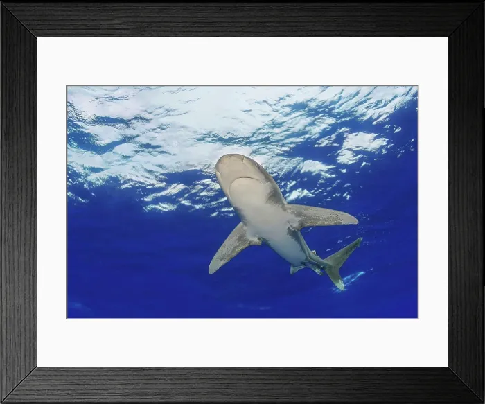 Framed Print : Female oceanic whitetip shark (Carcharhinus longimanus) Framed Print : Female oceanic whitetip shark (Carcharhinus longimanus)