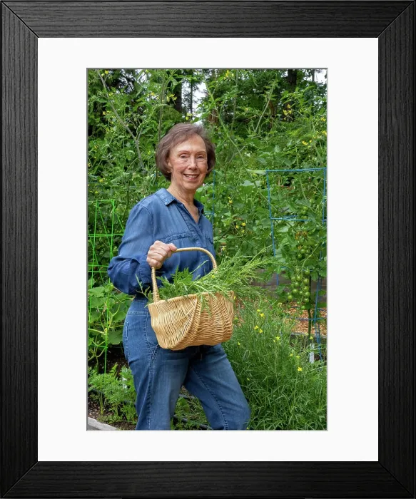 Framed Print : Issaquah, Washington, USA. Woman holding a basket of harvested arugula. (MR)