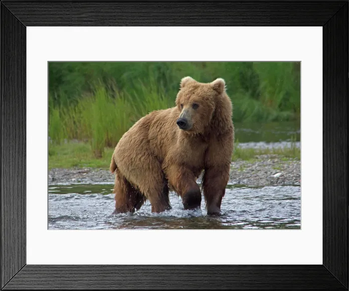 Framed Print : USA, Alaska, Katmai. Grizzly bear walking in river Framed Print : USA, Alaska, Katmai. Grizzly bear walking in river