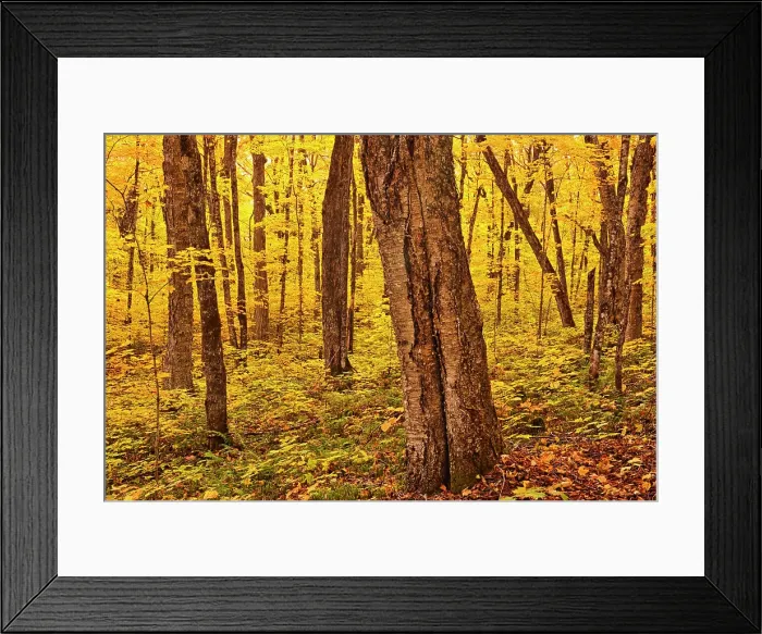 Framed Print : Autumn color in maple hardwood forest. Great Lakes - St. Lawrence Forest Region. La Mauricie National Park Quebec Canada Framed Print : Autumn color in maple hardwood forest. Great Lakes - St. Lawrence Forest Region. La Mauricie National Park Quebec Canada