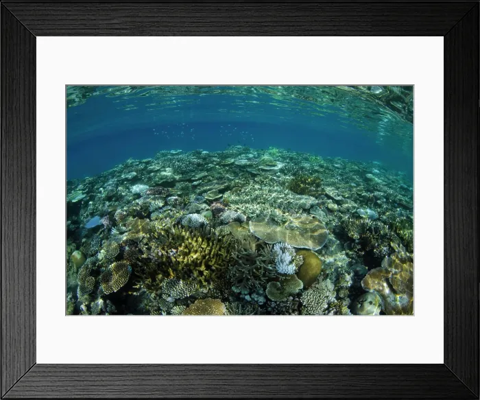 Framed Print : Coral Reef Diversity, Fiji Framed Print : Coral Reef Diversity, Fiji