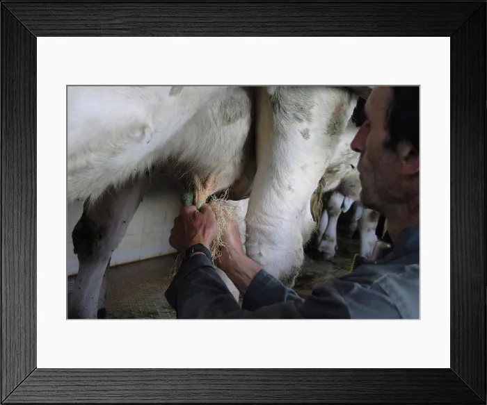 Framed Print : Cleaning the udder of a cow with wood chips France Framed Print : Cleaning the udder of a cow with wood chips France