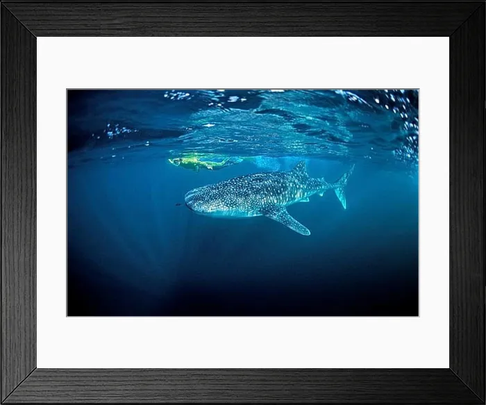 Framed Print : Whale shark and snorkeller, Rhincodon thypus Framed Print : Whale shark and snorkeller, Rhincodon thypus