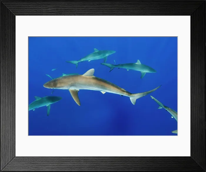 Framed Print : Silky Shark (Carcharhinus falciformis) Jardines de la Reina National Park, Cuba Framed Print : Silky Shark (Carcharhinus falciformis) Jardines de la Reina National Park, Cuba