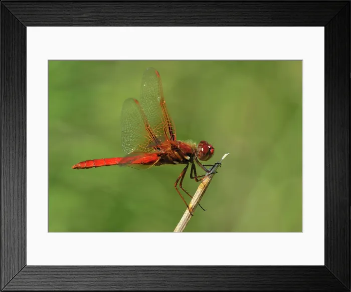 Framed Print : Cardinal Meadowhawk Sympetrum illotum at Viaduct Flats, Saanich BC Framed Print : Cardinal Meadowhawk Sympetrum illotum at Viaduct Flats, Saanich BC
