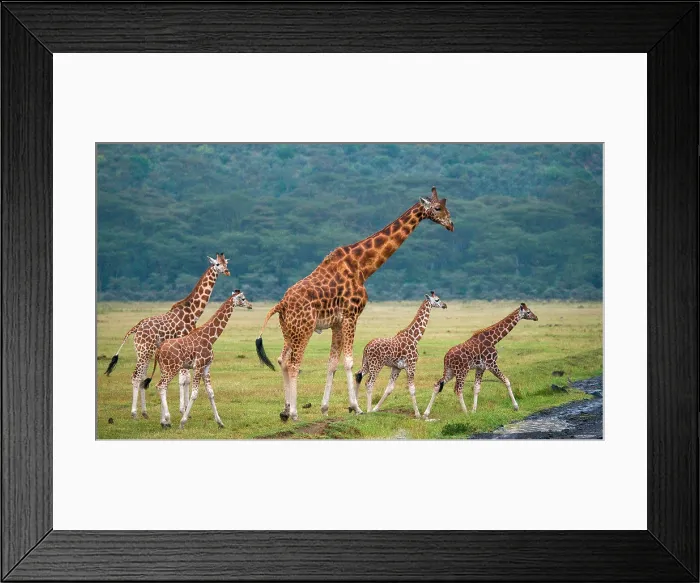 Framed Print : Group of giraffes (Giraffa camelopardalis tippelskirchi) in the savanna. Kenya. Tanzania. East Africa Framed Print : Group of giraffes (Giraffa camelopardalis tippelskirchi) in the savanna. Kenya. Tanzania. East Africa